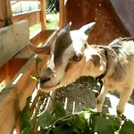 Farm stay All'ombra Degli Ulivi San Marcello (Ancona)