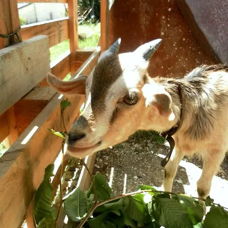 Farm stay All'ombra Degli Ulivi San Marcello (Ancona)
