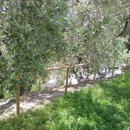 All'ombra Degli Ulivi