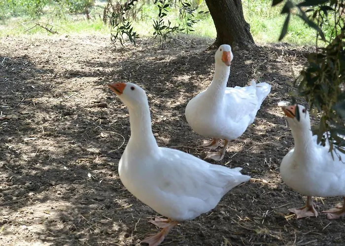 Farm stay All'ombra Degli Ulivi San Marcello (Ancona)